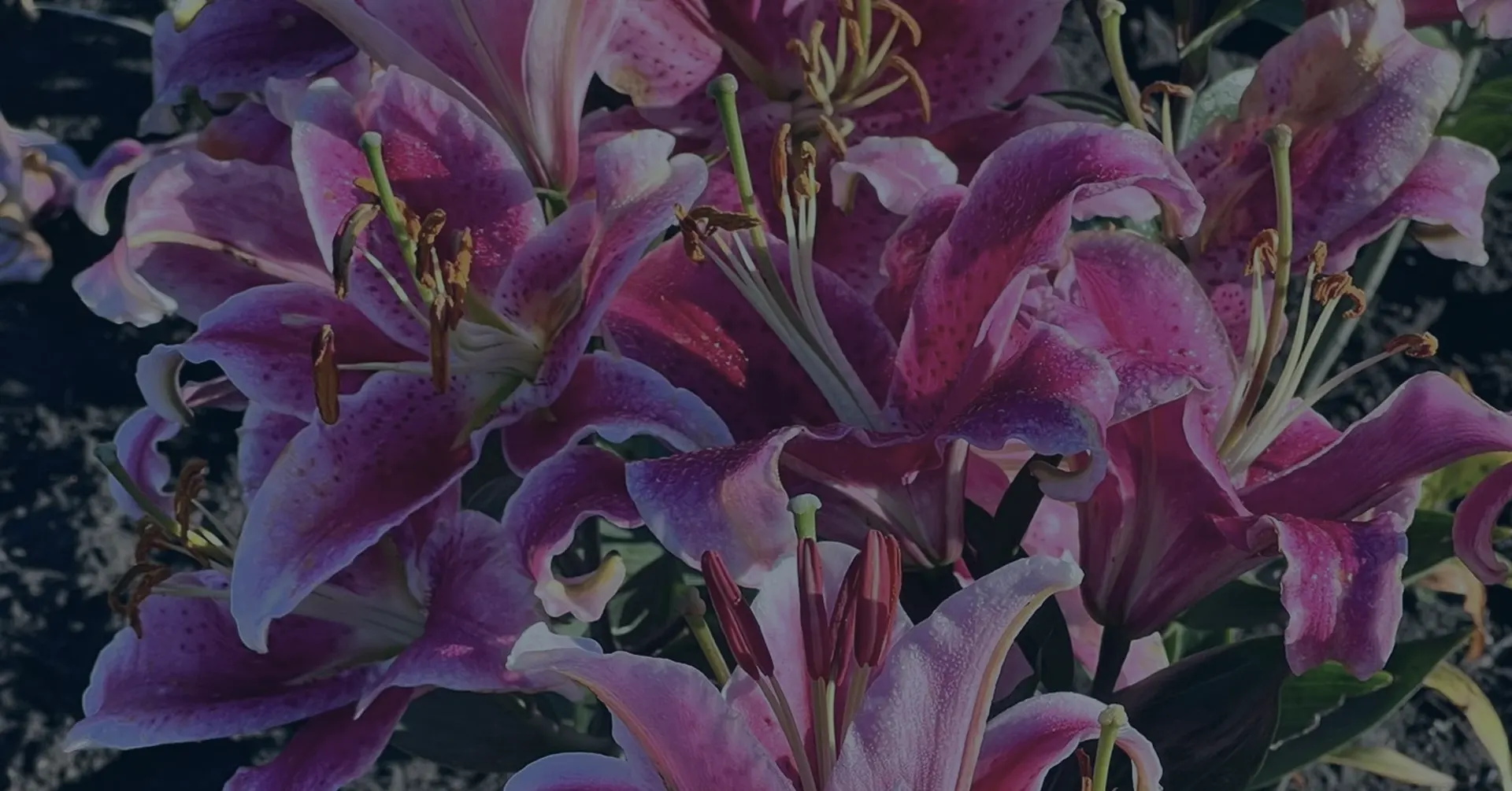 Snel inzetbare arbeidskrachten voor elk project Uitzenden van Tuinbouwpersoneel