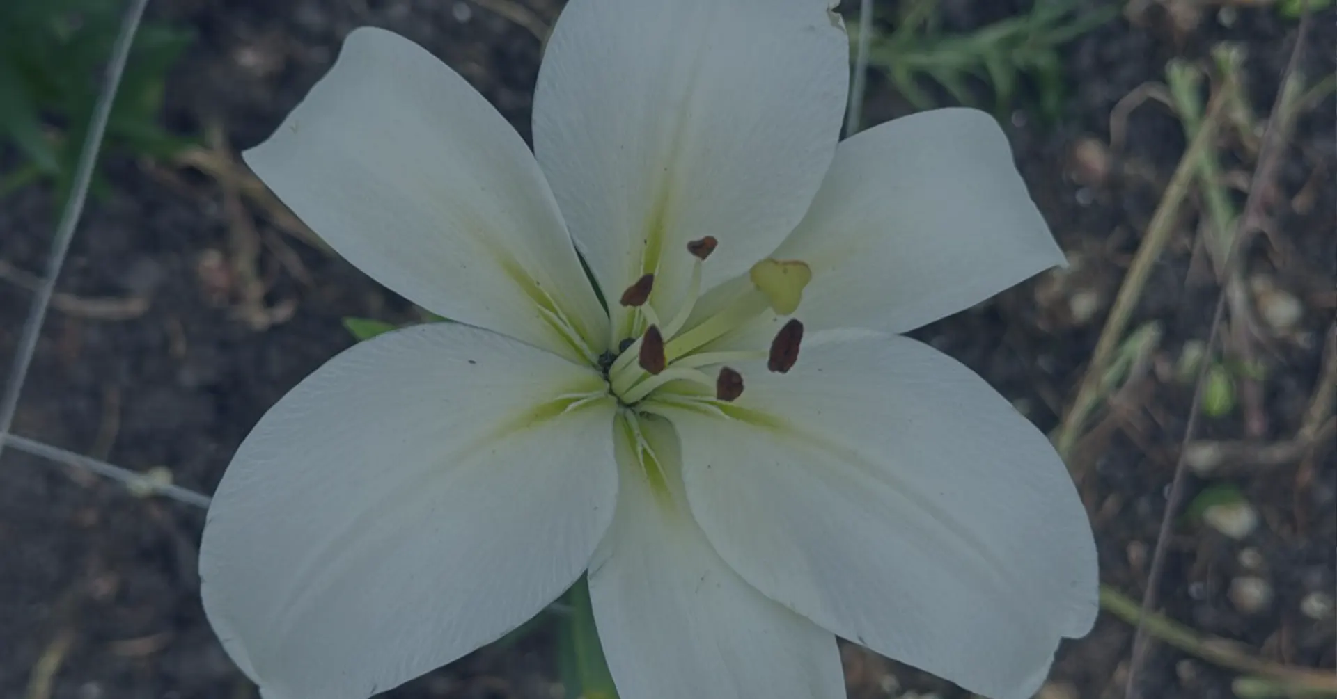 Goede start, betere prestaties. Begeleiding en Taalondersteuning